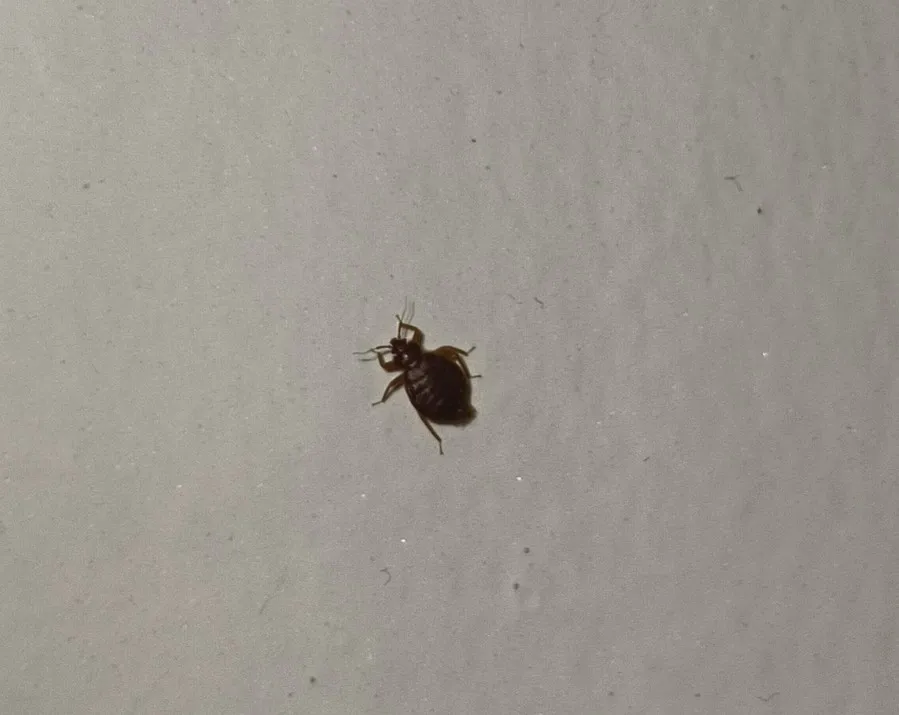 Bed bug on fabric, illustrating a pest concern relevant to accommodation near Ramsar, Barmer.