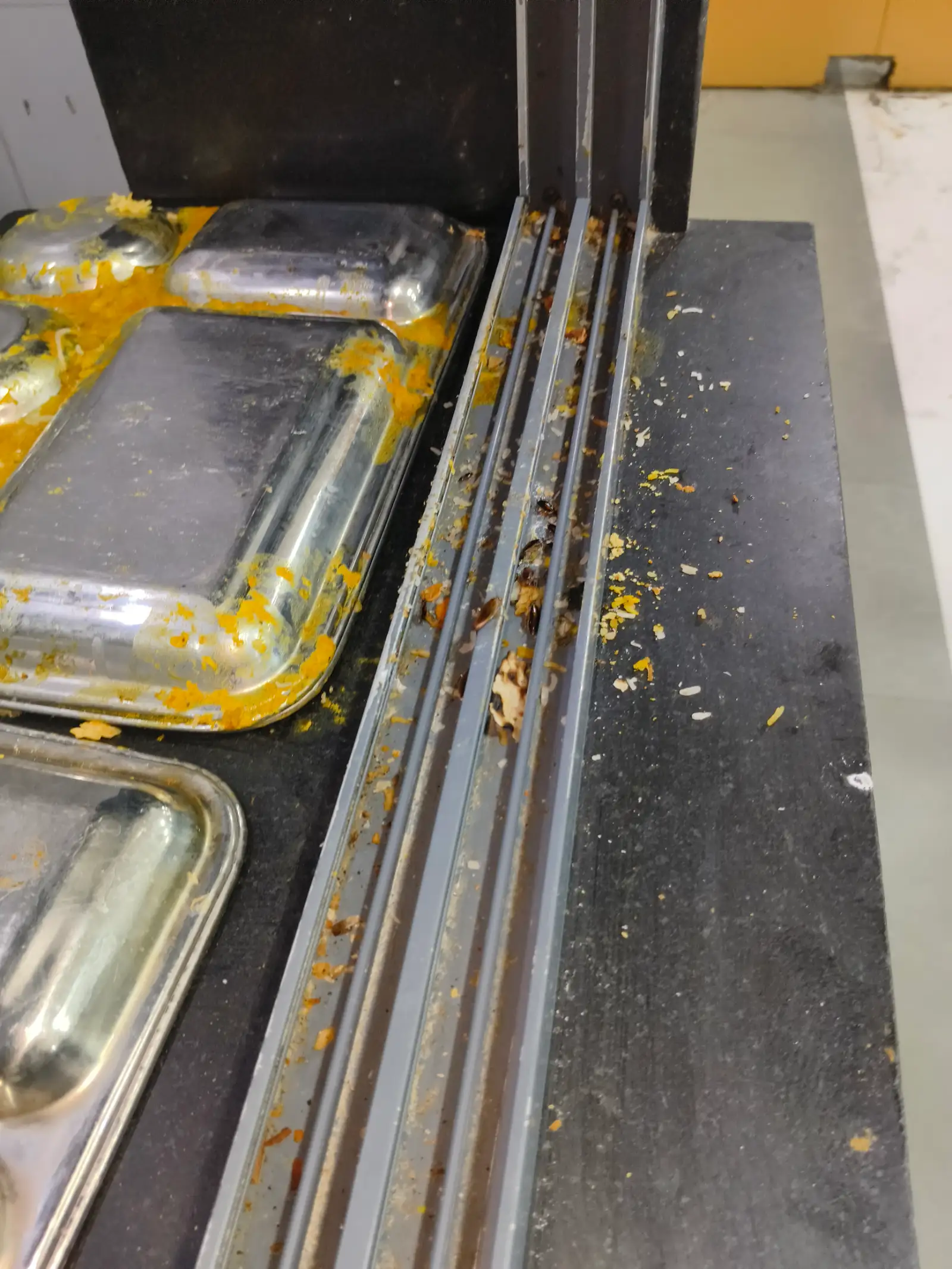 Cockroach activity near a commercial property surface during inspection near Deogarh Road, Rajsamand.