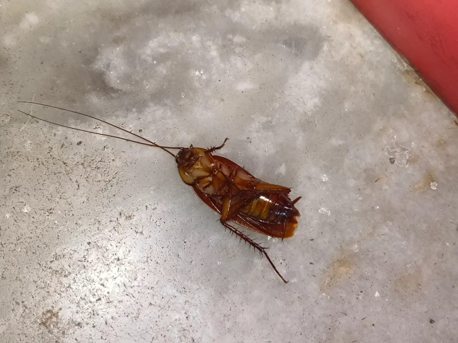 Cockroach Control service context: Close-up of a dead American cockroach, an example of pest evidence.