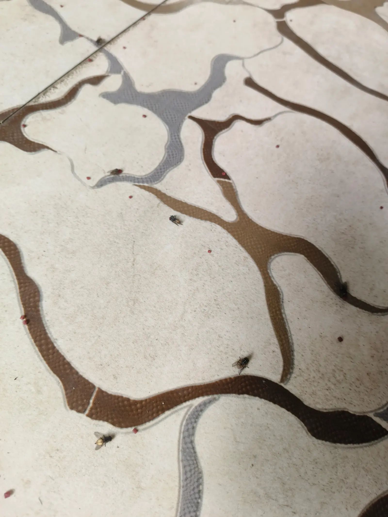 Fly Management Systems service context: Granular fly bait placed in a cafe service area.