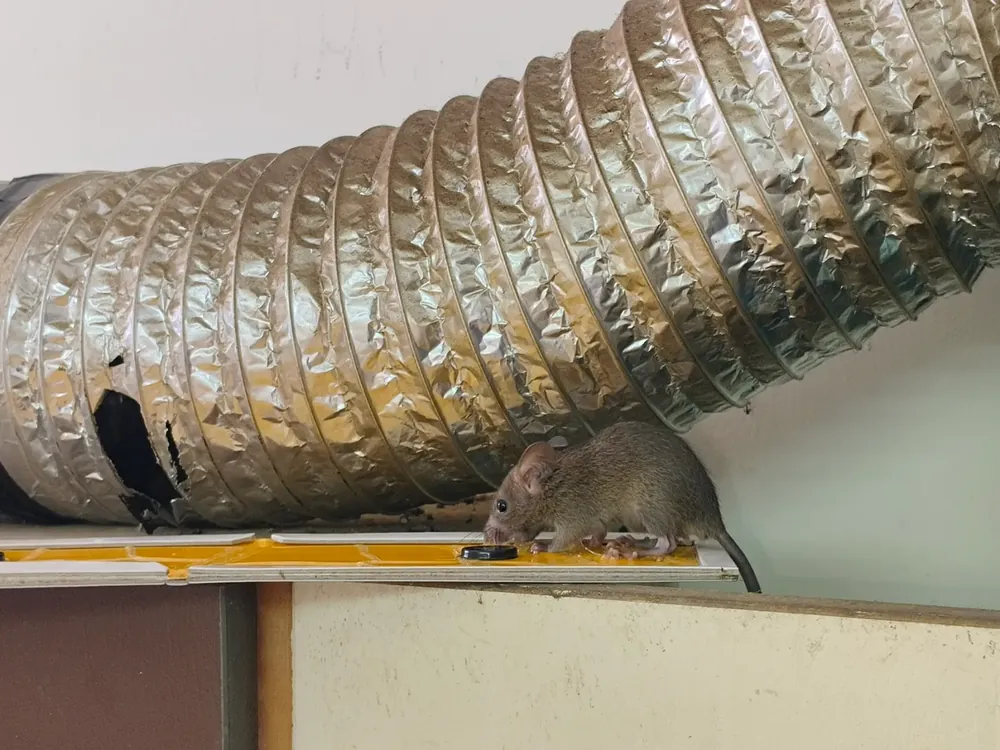 Rodent caught on a glue trap in a warehouse near Anta, Baran.