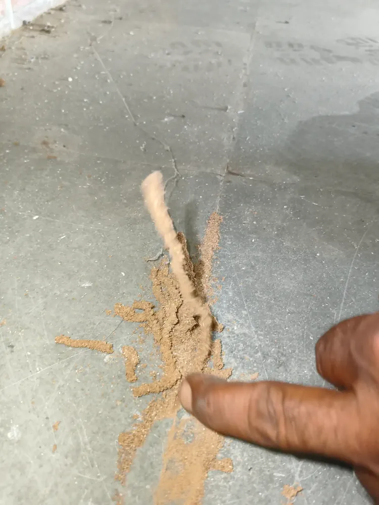 Commercial Fumigation service context: Technician inspecting a warehouse for visible termite activity.