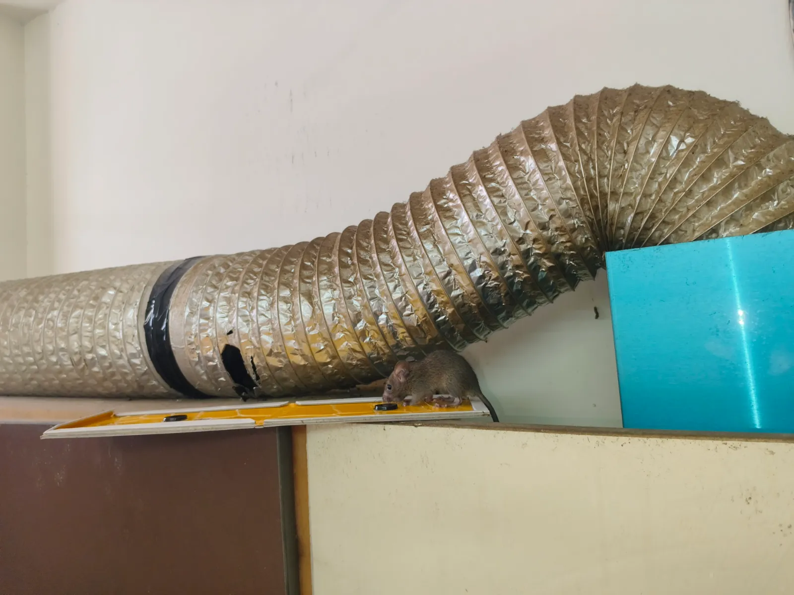 Rat caught on a glue pad during a rodent-control inspection near Rohat, Pali.