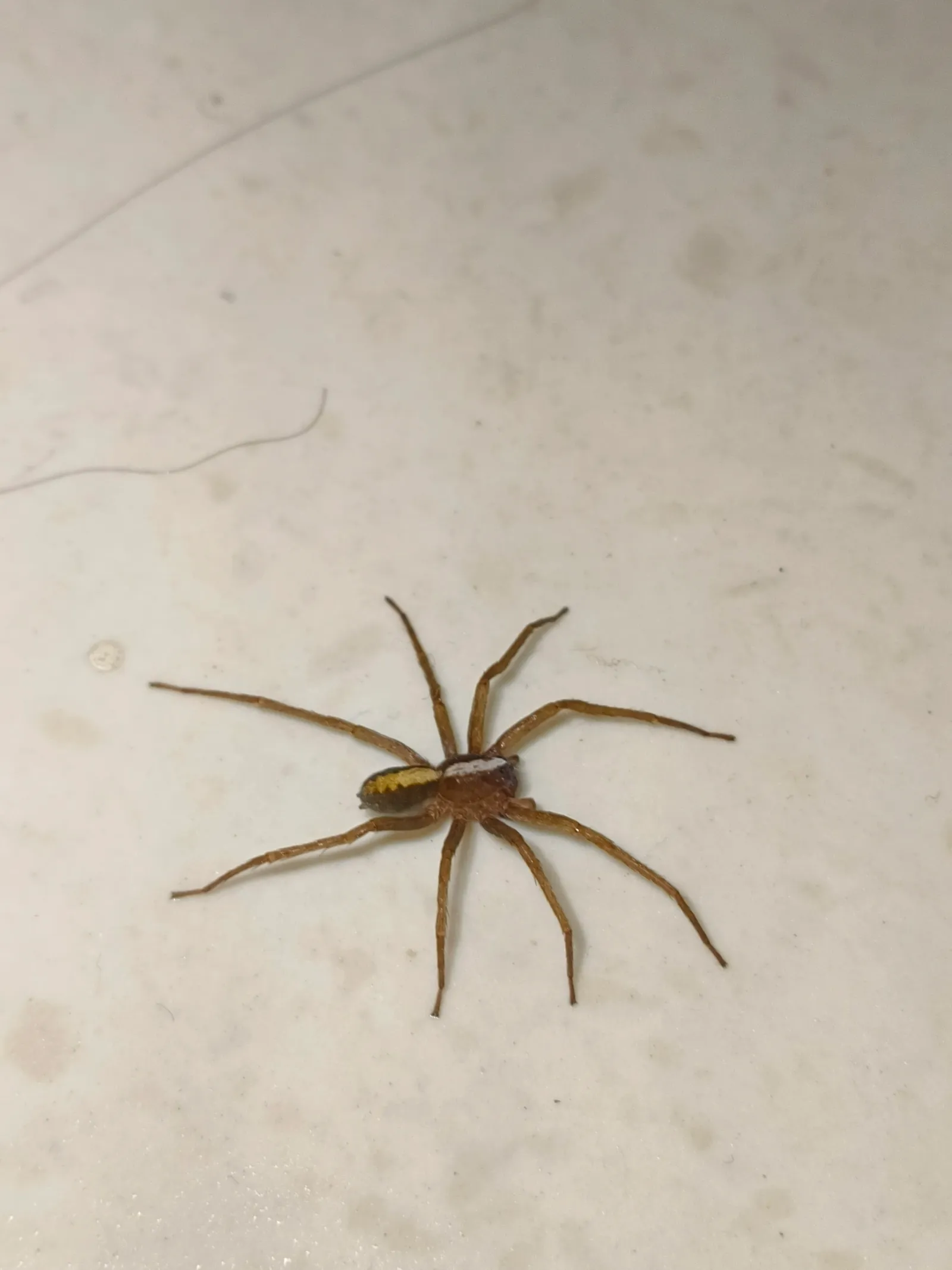 Spider on an indoor wall, shown as an example during professional pest management training and recognition.