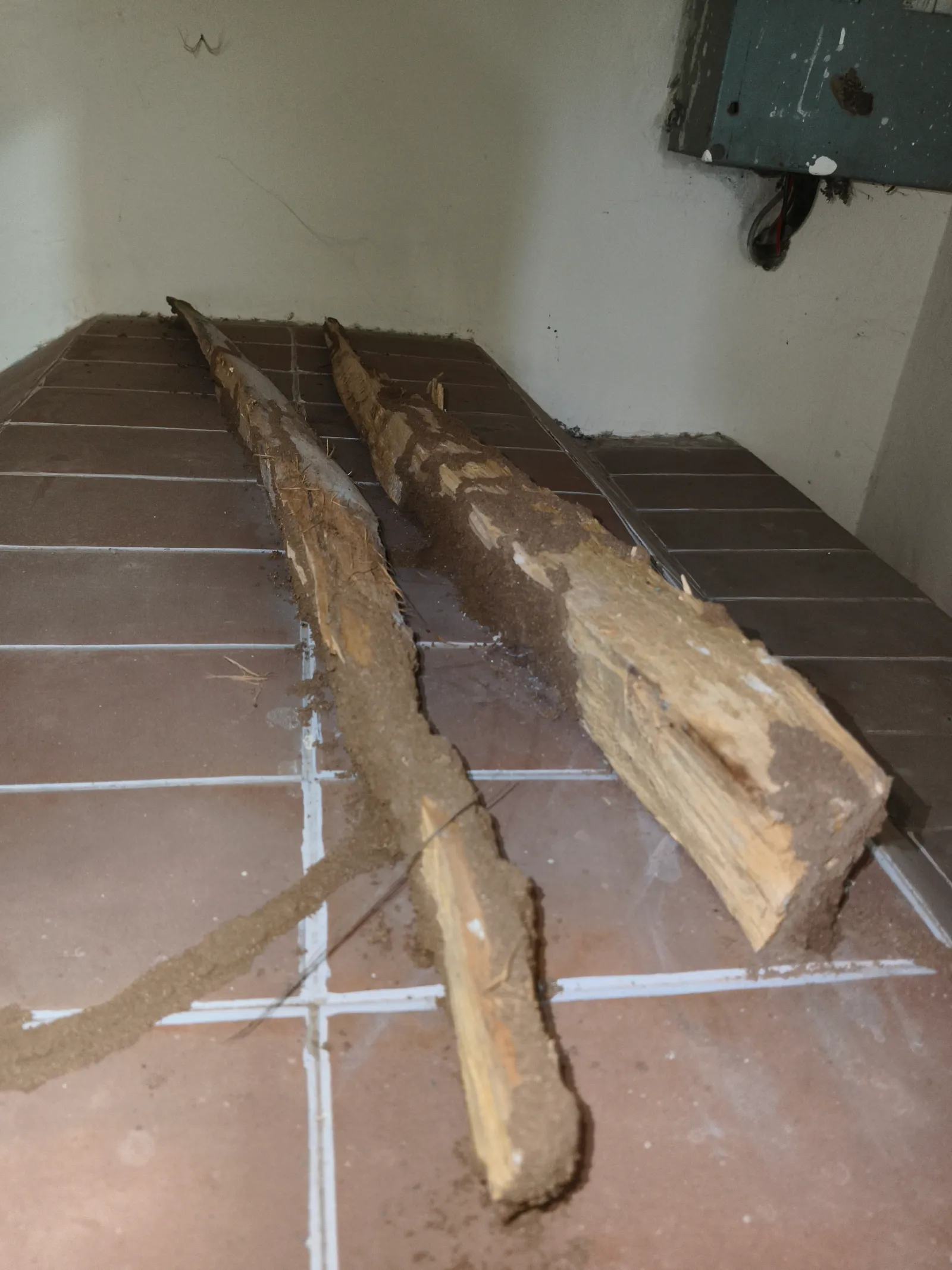 Termite Control service context: Termite damage visible inside a wooden storage cupboard.