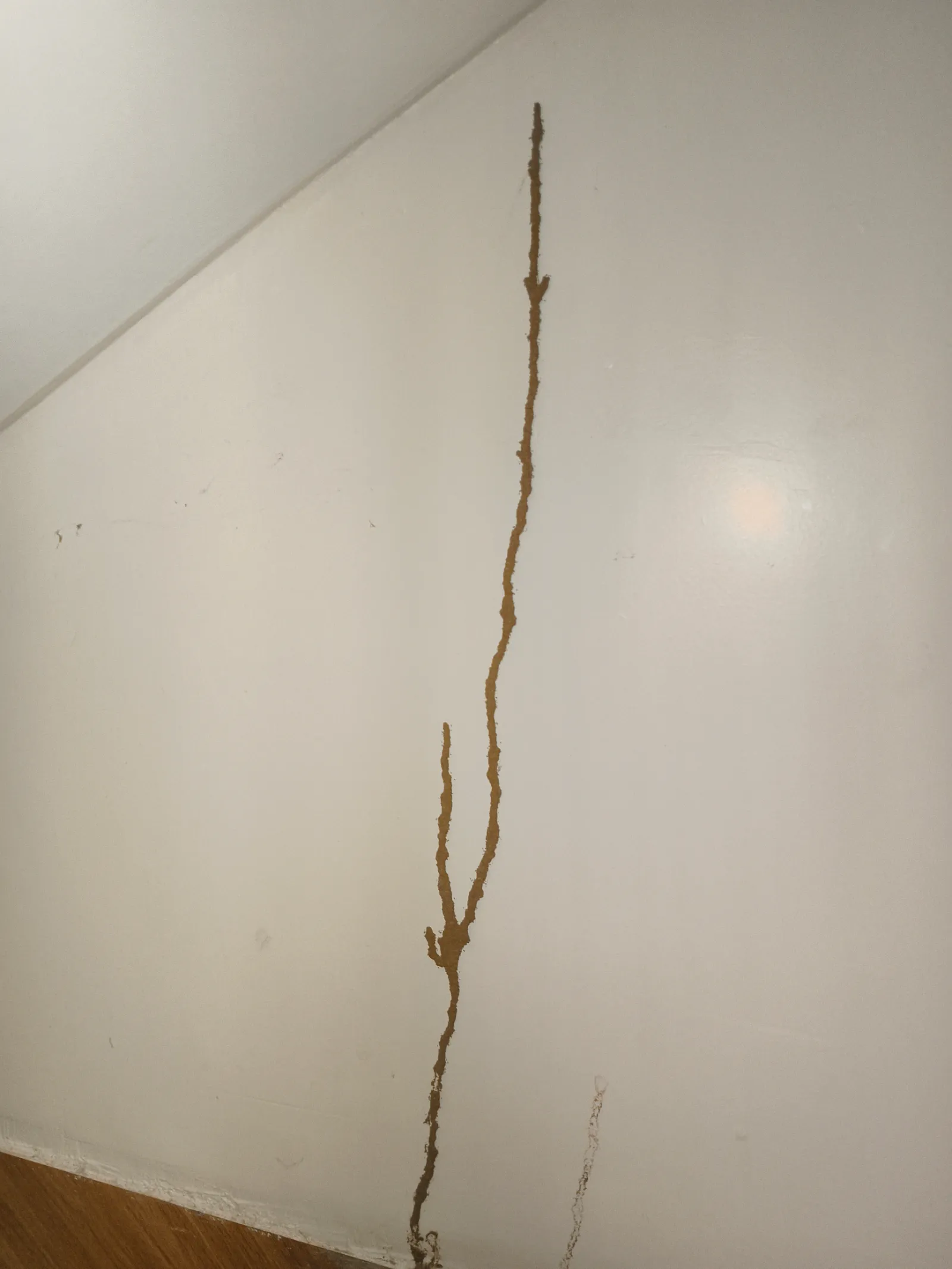 Termite mud tubes extending along an interior wall near Weir, Deeg.