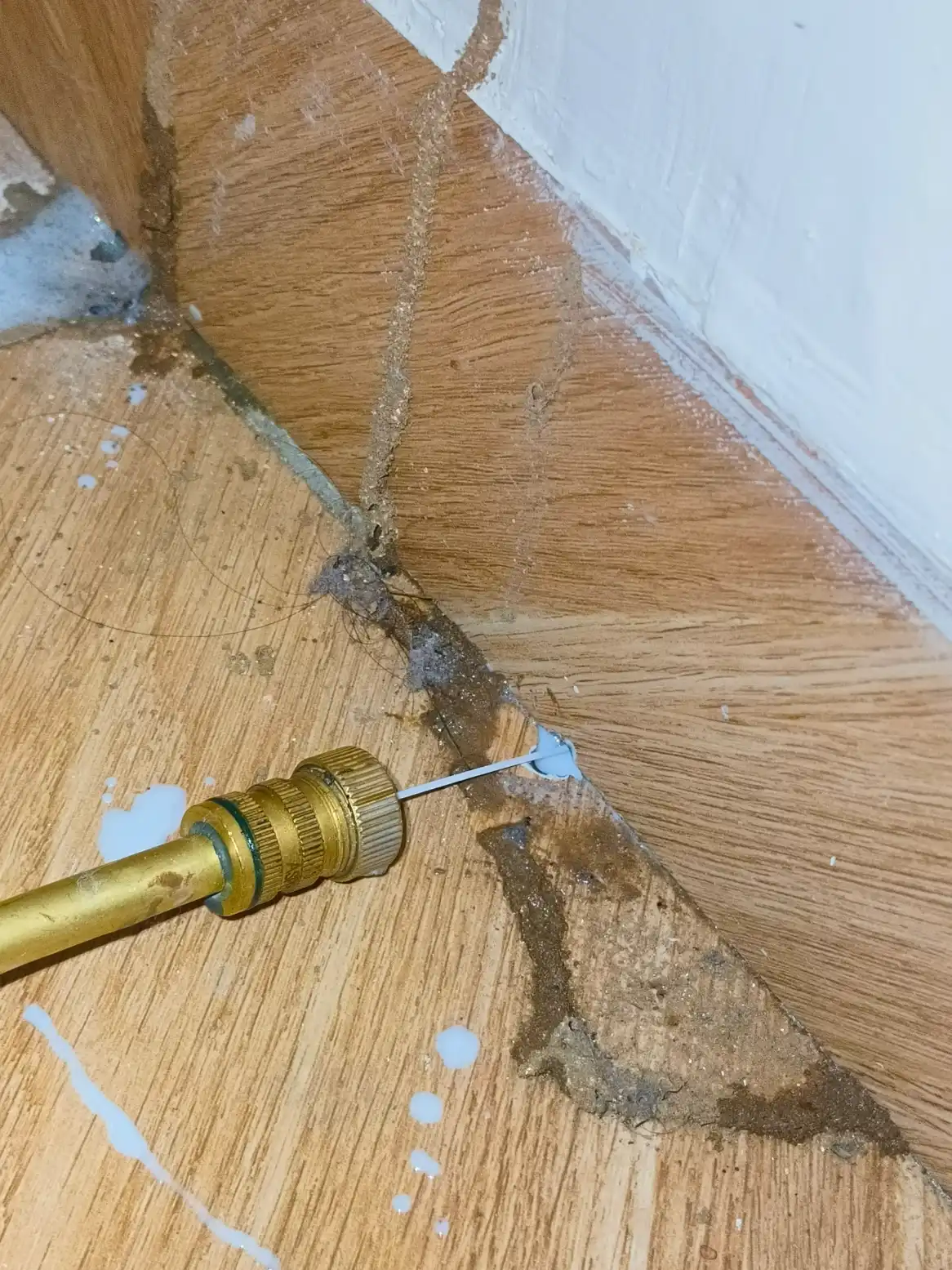 Termiticide injected beside an interior wall during treatment near Dechu, Phalodi.