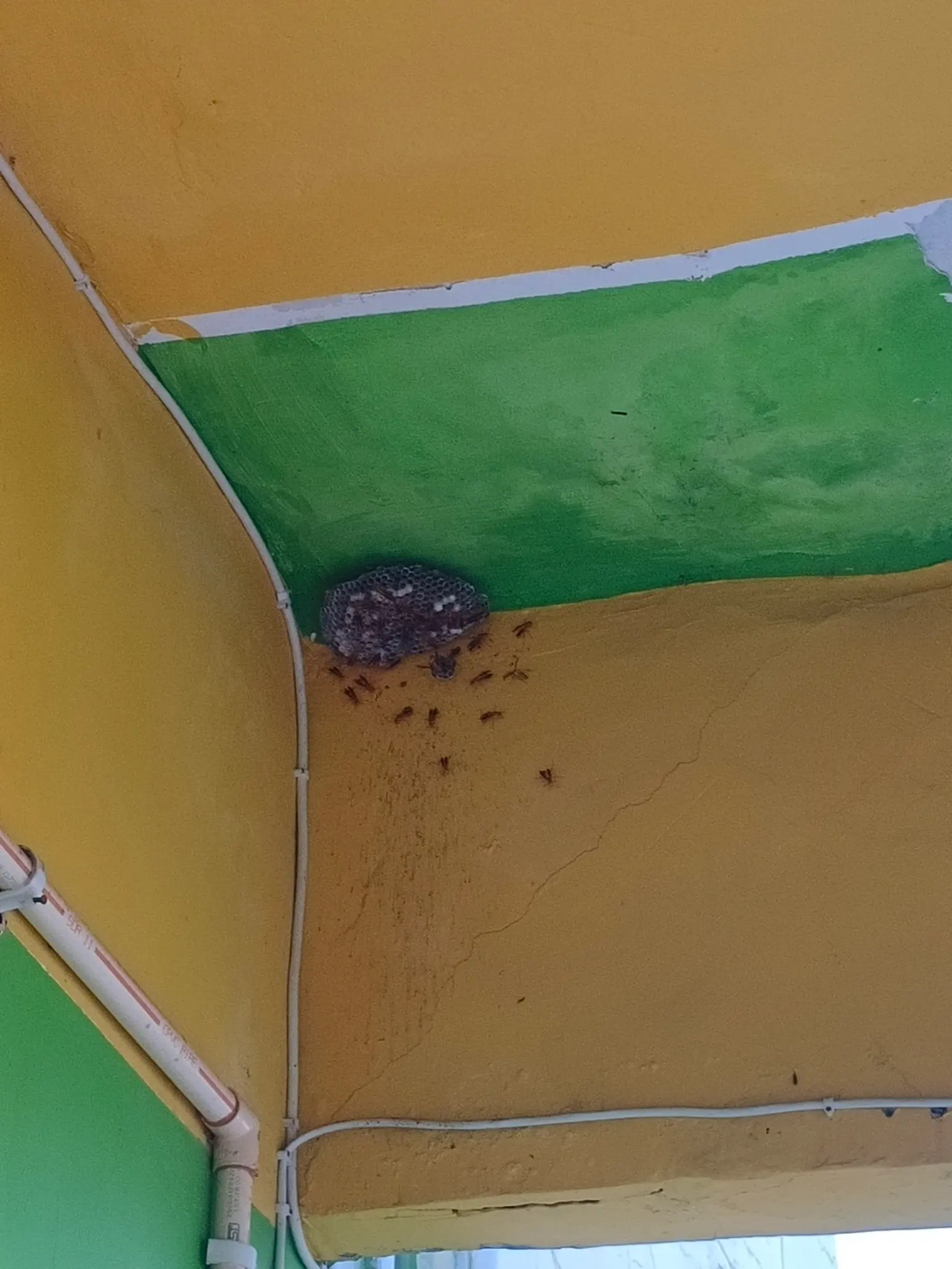 Wasp Hornet Nest Removal service context: Wasp nest visible below a balcony ceiling before removal.