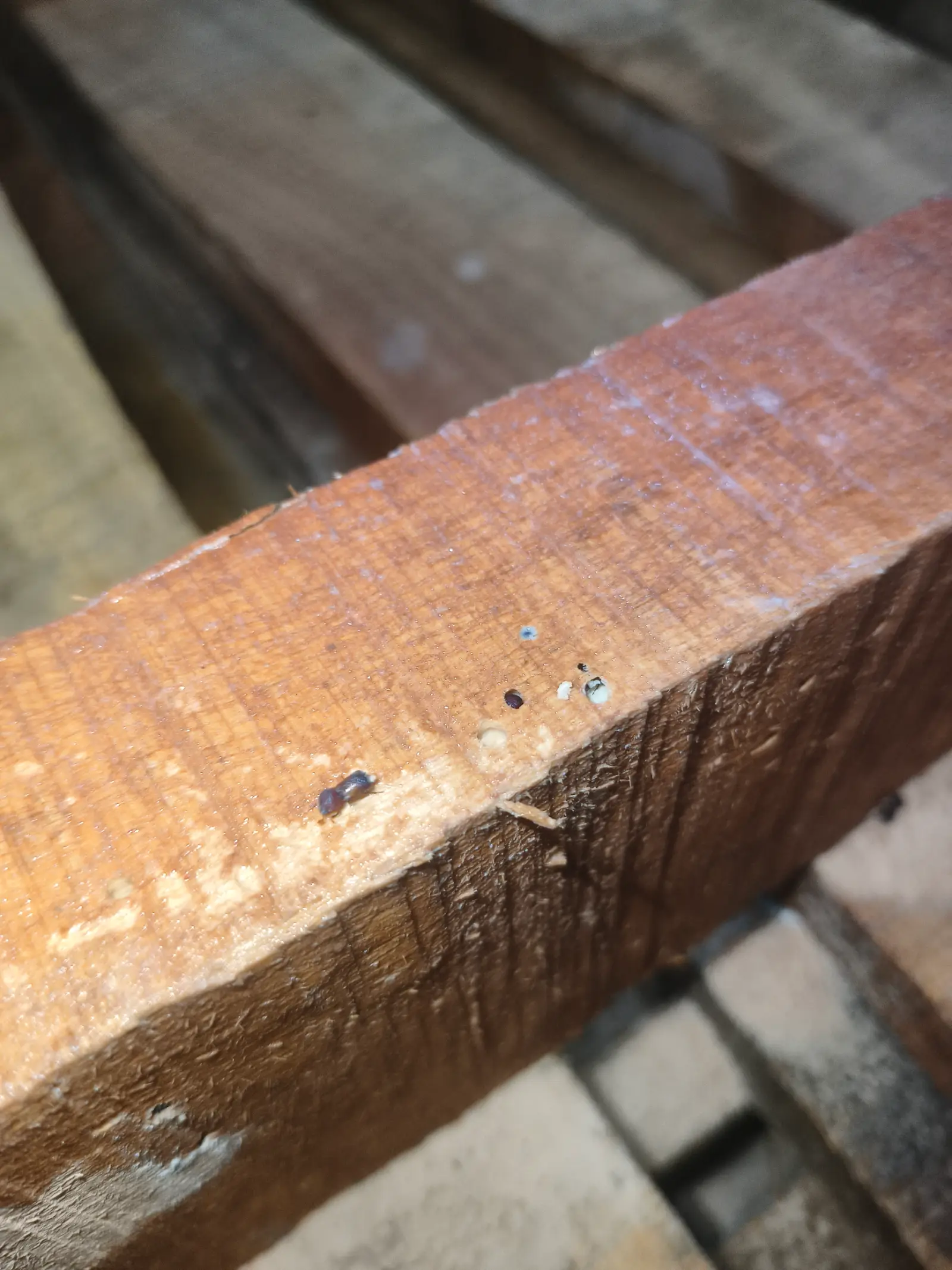Wood Borer Control service context: Wood-boring beetle shown close-up during a pest assessment visit.
